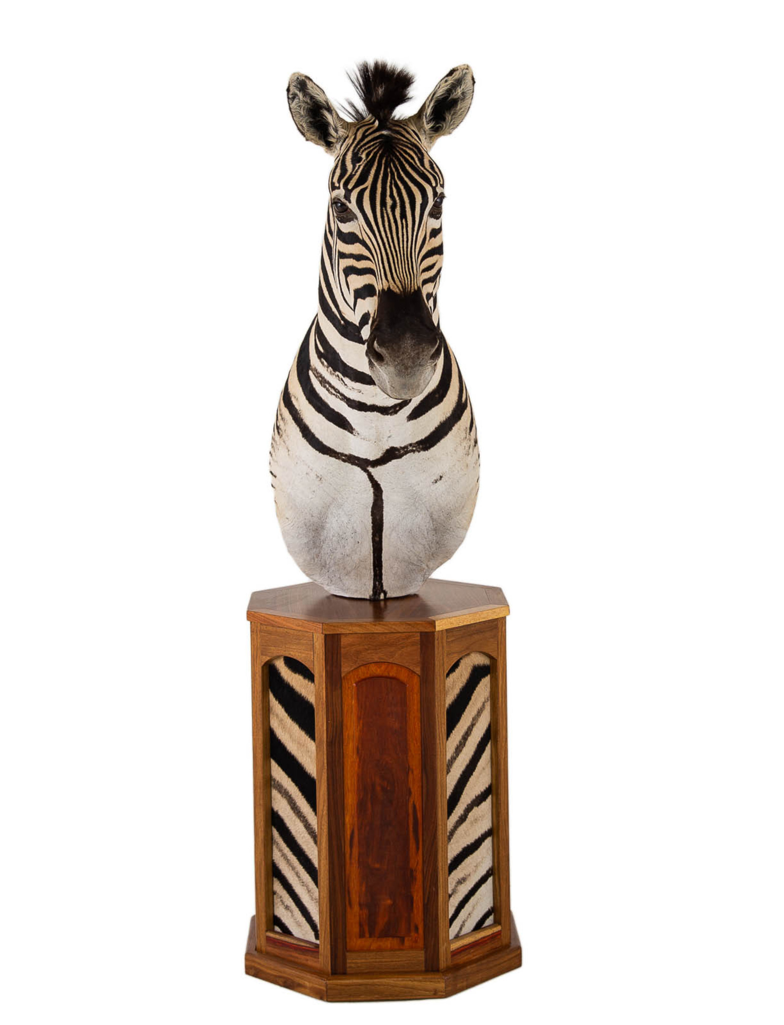 Zebra Pedestal Mount Octagon Base with Skin Splitting Image Taxidermy
